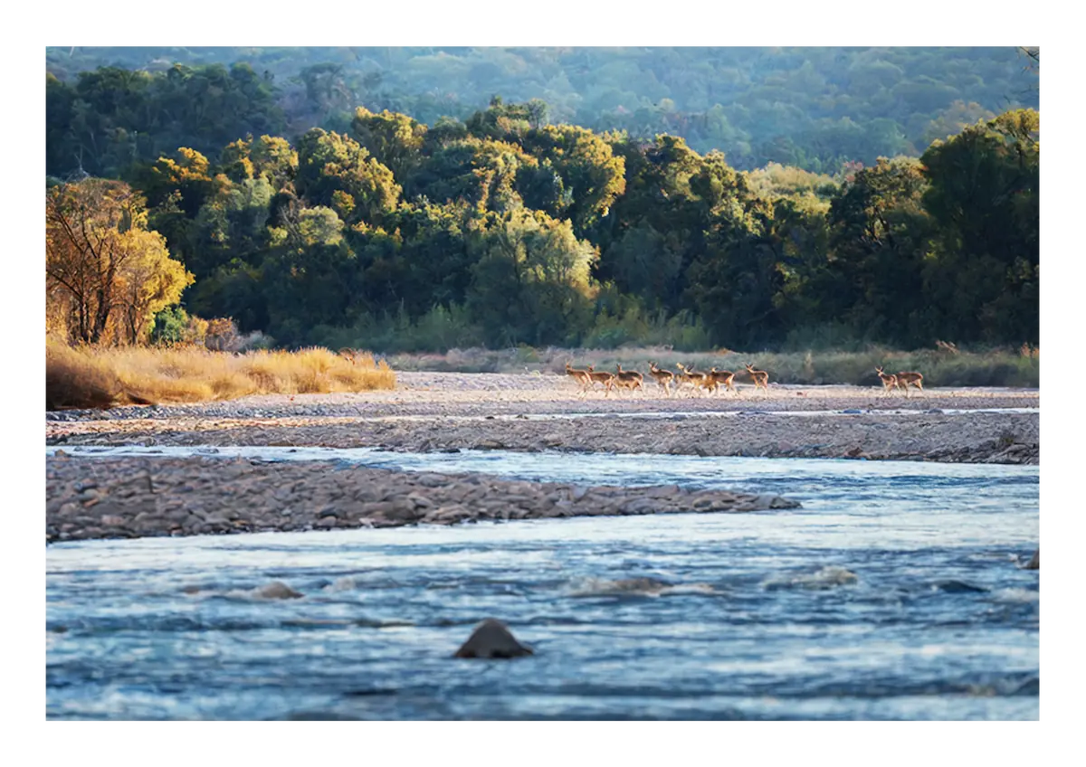 ramnagar jungle creek resort